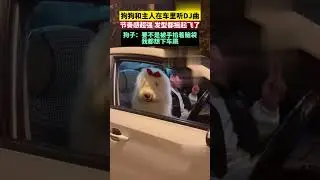 Dog and owner listening to DJ music in the car. #dance  #dog  #music