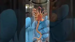 Xenomorph Specimen Tube
