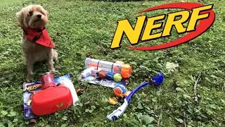Honest Review: NERF Dog Toys (Complete with Dog!)