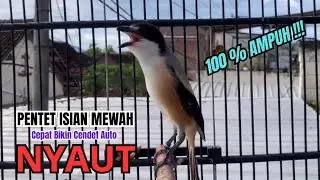 burung cendet gacor MATERI JITU untuk PANCINGAN CENDET AGAR BUNYI bikin BURUNG PENTET GACOR EMOSI