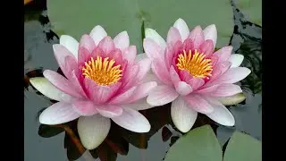 Alchemy of Tantra for Couples: Deepening Intimacy with Anjori & Dhairya