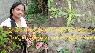వంకాయ మొక్కలు కొన్ని విత్తనాలు వేసే కదా ఇప్పుడు ఎలా ఉన్నాయో చూడండి#brinjal makkal seeds#garden#vlogs