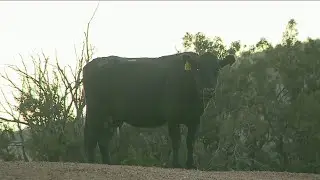 Escaped cow arrives at sanctuary