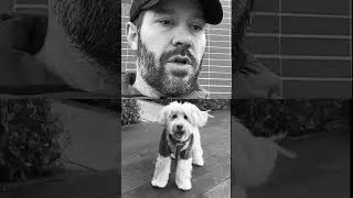 The Case of the Missing Human: A Dog's Perspective #shorts