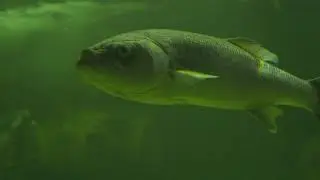 Galway Atlantaquaria - promo video