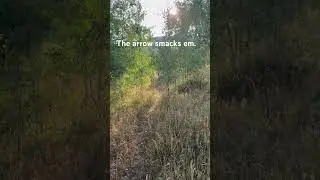 Arrow smack on bull elk ￼