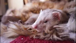 EpicFerret.com Live Stream