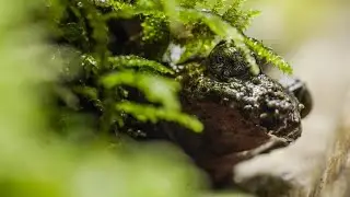 Hochstetters frog protection