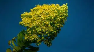 Beautiful flower Blooming time lapse || For Content Creator || NCVC || No Copyright Videos Clips