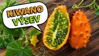 Kiwano - exotick&aacute; okurka 🥒 Od sem&iacute;nka k &uacute;rodě
