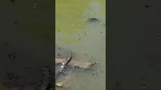 What is swimming in the pond at Lindshire park