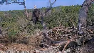 NEFL Cam 1 - Live Bald Eagle Cam