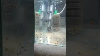 Moje 8 dniowe skalarki koi
