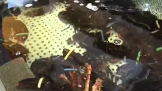 Seafood Tank best lobster tanks