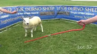 Lots 23-45 Texel Shearling Rams (2019)