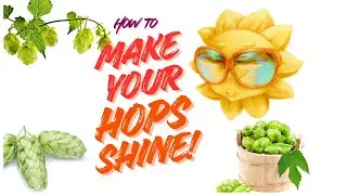 Hops in Beer: Here is how to make them stand out...Every time!