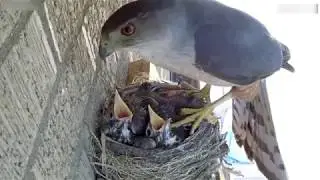 Halc&oacute;n roba dos pichones de nido.