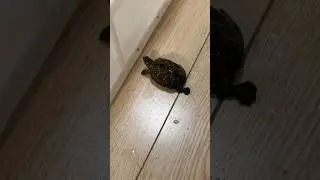 #turtleworld #turtlelove #turtlewatching #turtle #cute #pets