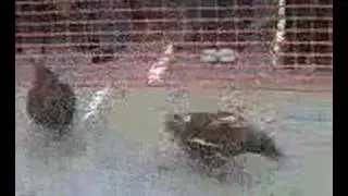 Hen Racing