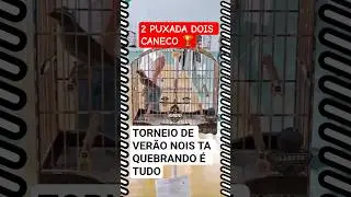 TRINCA T&Aacute;  MANDANDO NOS CAMPEONATOS #trincaferro #passaros #dicas #birds #aves #zoo #coleiro #shorts