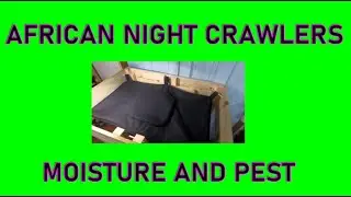 AFRICAN NIGHT CRAWLERS MOISTURE/ FLY TRAP UPDATE