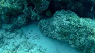 2020 July 8th Key Dives Dive #2