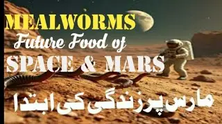 NASA&rsquo;s Secret Space Food: Why Mealworms Could Feed Humans on Mars