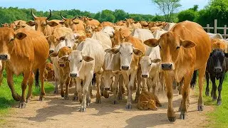 WOW Amazing𓃔𓃔𓃔, A Shepherd herding Healthy Tame Cows Grazing In The Rice Field &ndash; (ASMR) Cow Sounds