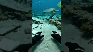 iPhone 17 pro max found under ocean #ocean #sea #treasure #iphone #iphone17