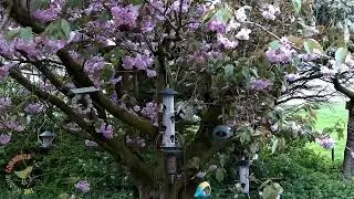The Wildlife Community Live Stream
