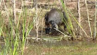 Swamp wallabies