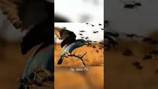 4K UHD Wildlife Drama | African Birds vs Insects Attack