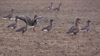 Oie de toundra (Anser serrirostris rossicus) Tundra Bean Goose