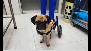 🇺🇸  Dachi case: pug dog will walk again with the help of a