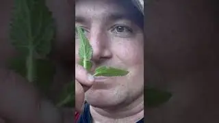 Кошачья мята и полевые цветы 