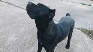 Treat Training  Huge Disinterested Cane Corso | Good Word Theory | Bayek The Bold