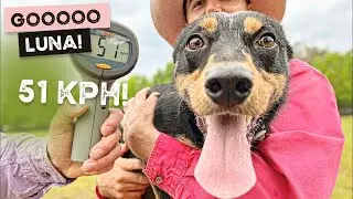 Big Stormy Day - Happy birthday Theo, Luna the Kelpie Clocks 51km/hr and lots of warm baths