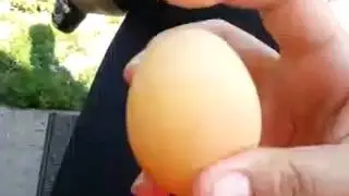 Shell-less egg my  hen laid