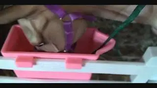 how to care for a breyer race horse