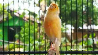 STOP A Silent Canary‼️The ULTIMATE Singing Lure Master‼️