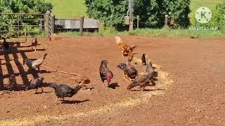 sítio do meu sobrinho 