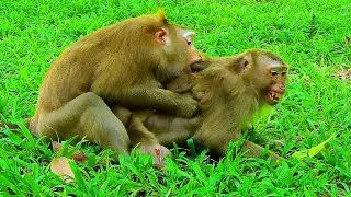 JULY is a smart monkey who takes care of baby LYNX. LUNA shouldn't do this.