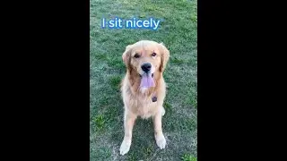Golden Retriever Has a K9 Engine