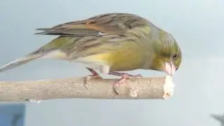 Titi le canari (oiseau en libert&eacute;) 🐥