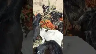 Big goat angry to eating|Black goat crowd eating fast|Goat eating fast in forest area