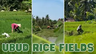 Rice Fields Walk in Ubud, Bali. What to do in Ubud.