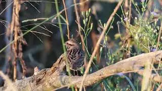 Chipping Sparrow Close Oct 20 2025