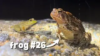 I Explored Roads at Night to Find FROGS.