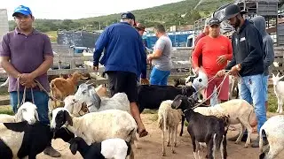 Feira de Ovelhas, Porcos, Rações Capoeiras Pe.03/10/25