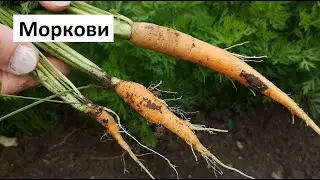 Отглеждане на Моркови